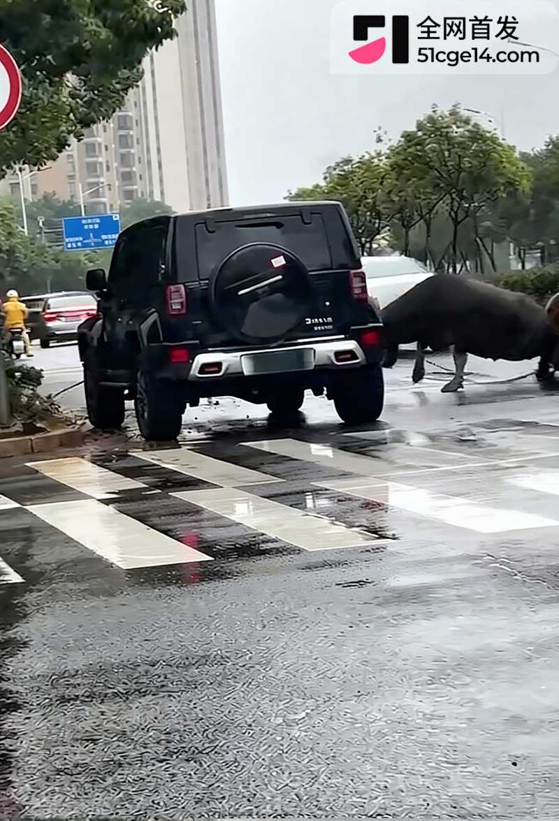 福建宁德突发疯牛狂奔事件 2 拷贝