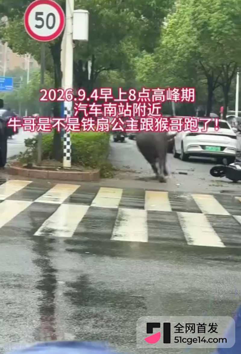 福建宁德突发疯牛狂奔事件 6 拷贝