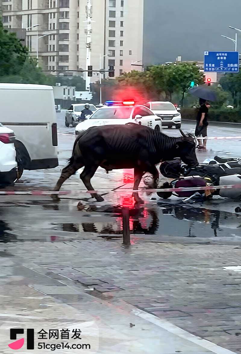 福建宁德突发疯牛狂奔事件 3 拷贝