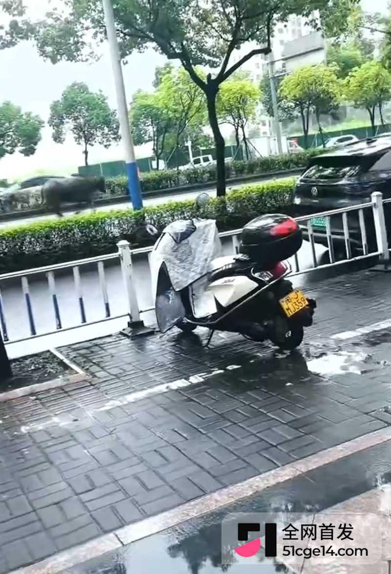 福建宁德突发疯牛狂奔事件 4 拷贝