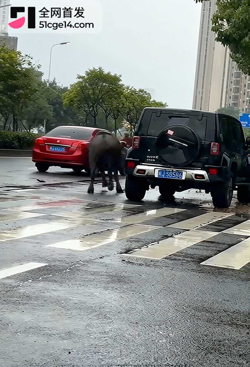 福建宁德突发疯牛狂奔事件 1 拷贝