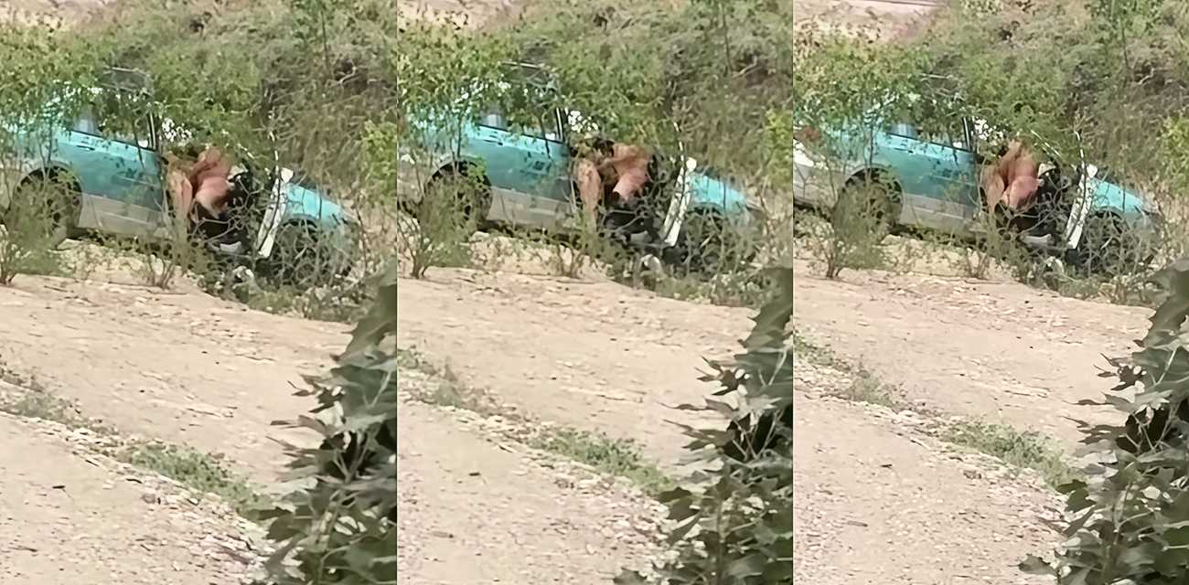 出租车野外车震惨遭偷拍 女乘客没钱付款无奈肉偿 撅臀挨操任由司机蹂躏蜜穴